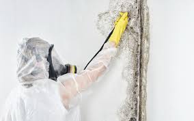 Best Mold Remediation for Healthcare Facilities in Oshkosh, WI